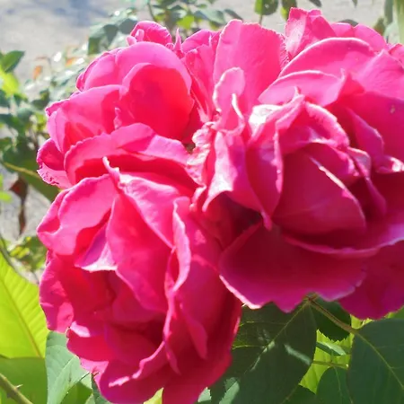 アパート Sandra Panormos (Skopelos)