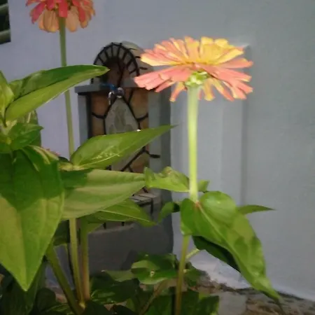 Sandra Appartement Panormos (Skopelos)