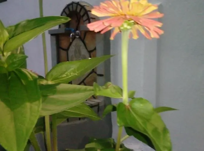 Sandra Apartment Panormos (Skopelos)